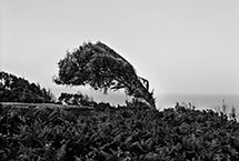 Arbre à Tanger